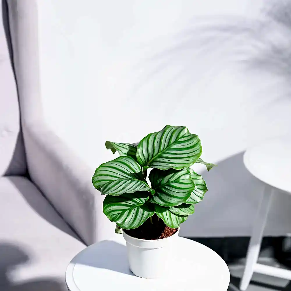 NUPL0550KYL
