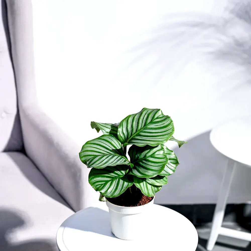 Calathea Orbifolia - Medium