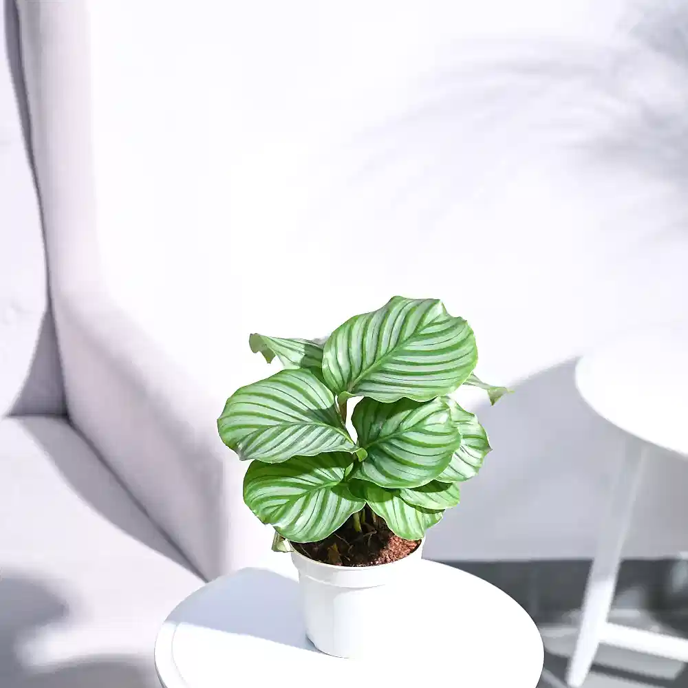 NUPL0550VLG