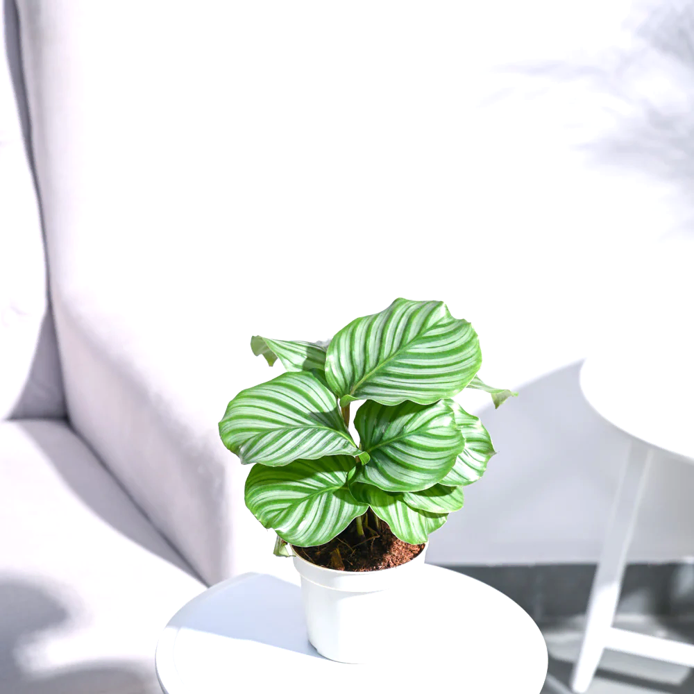 NUPL0550KWT