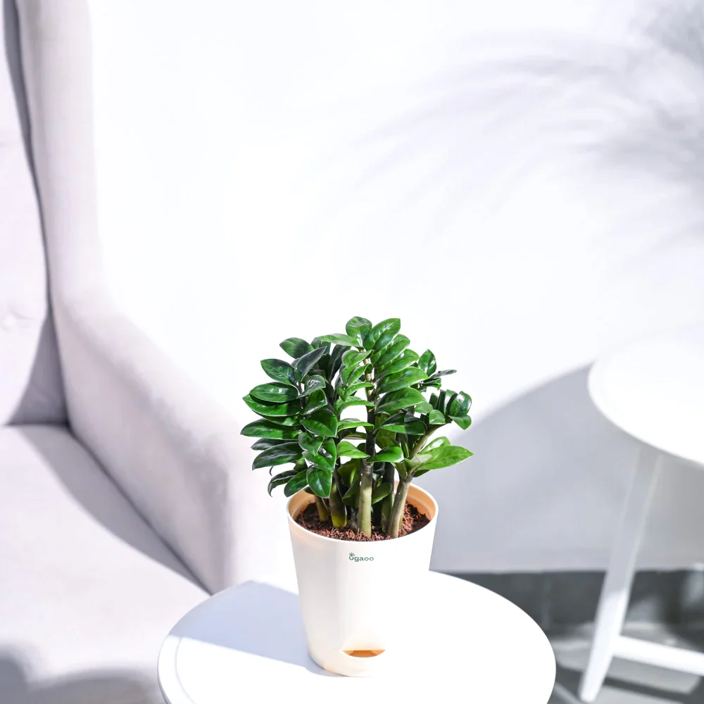NUPL0485KYL