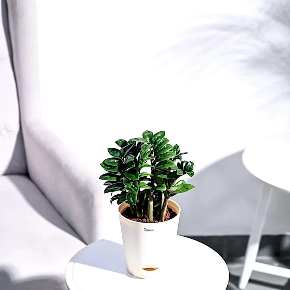 NUPL0485KYL