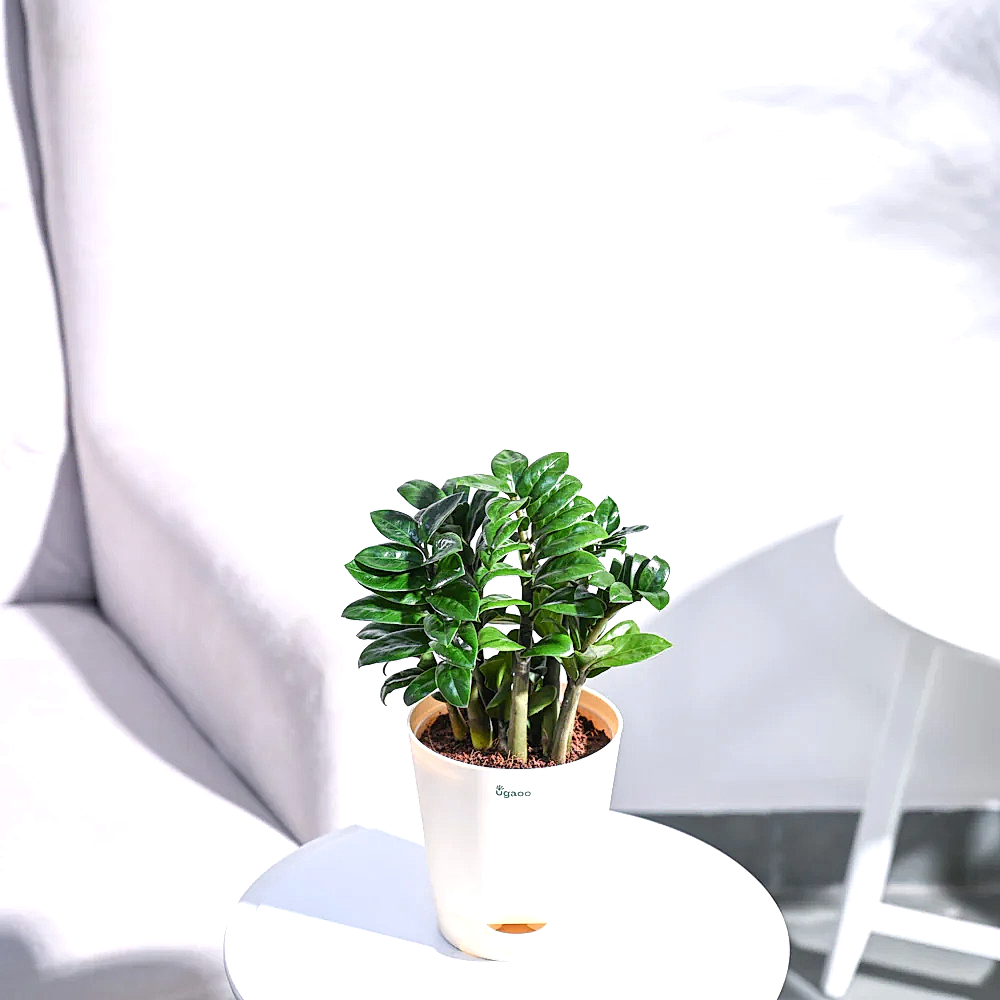 NUPL0485VLG