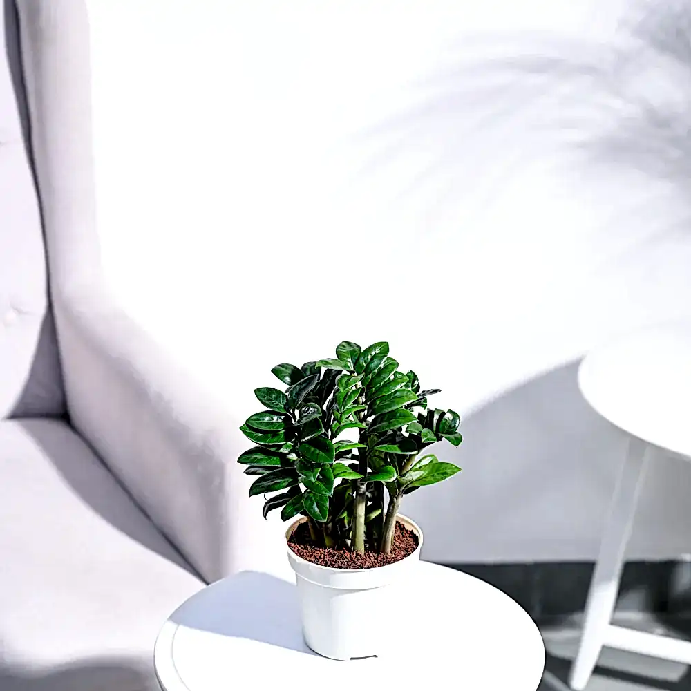NUPL0485VBK