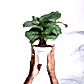 Calathea Orbifolia - Medium