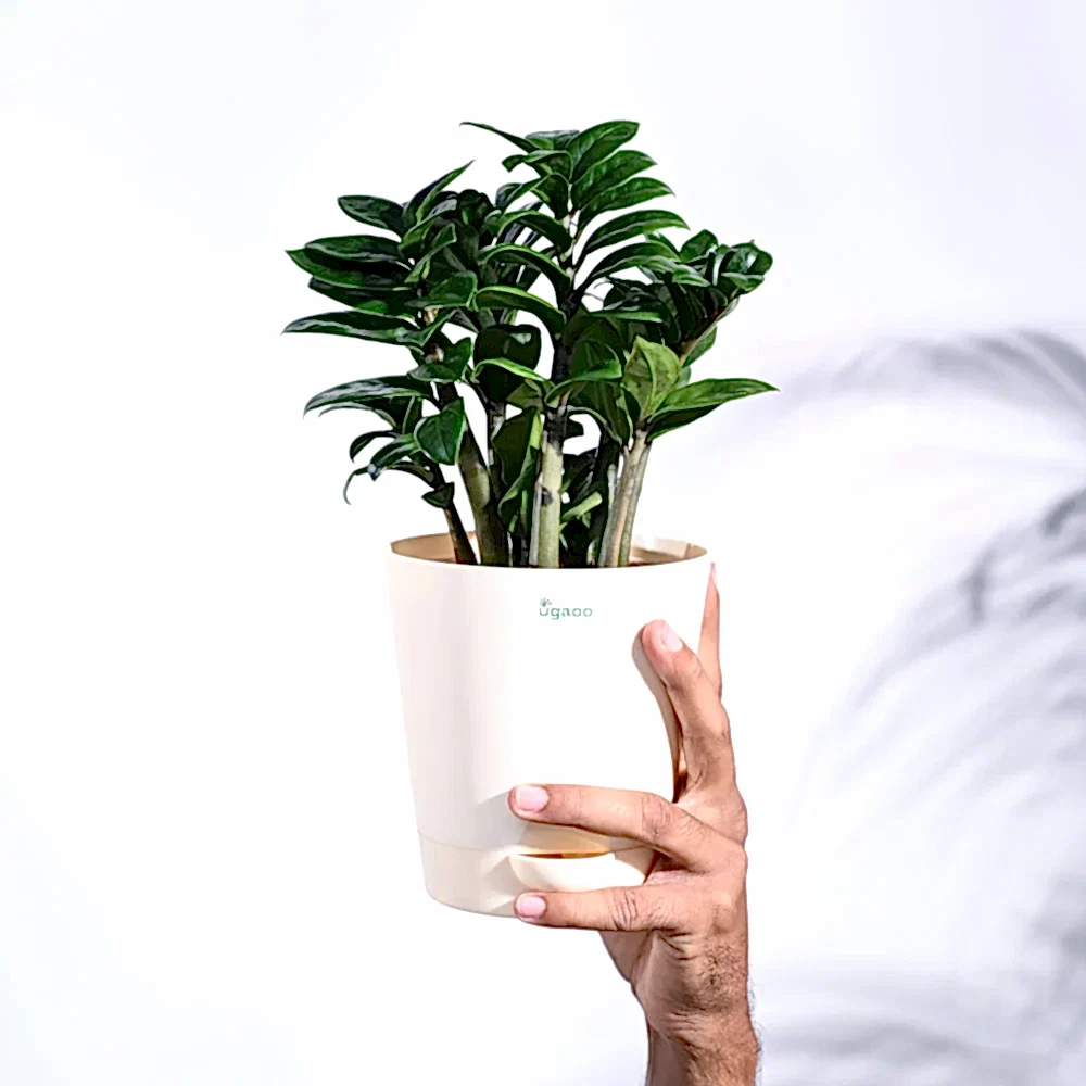 NUPL0485KYL