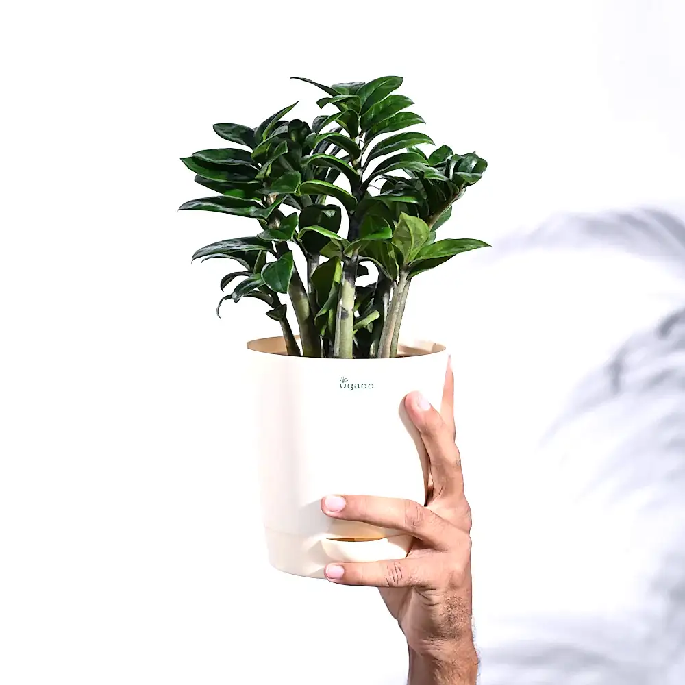 NUPL0485KYL