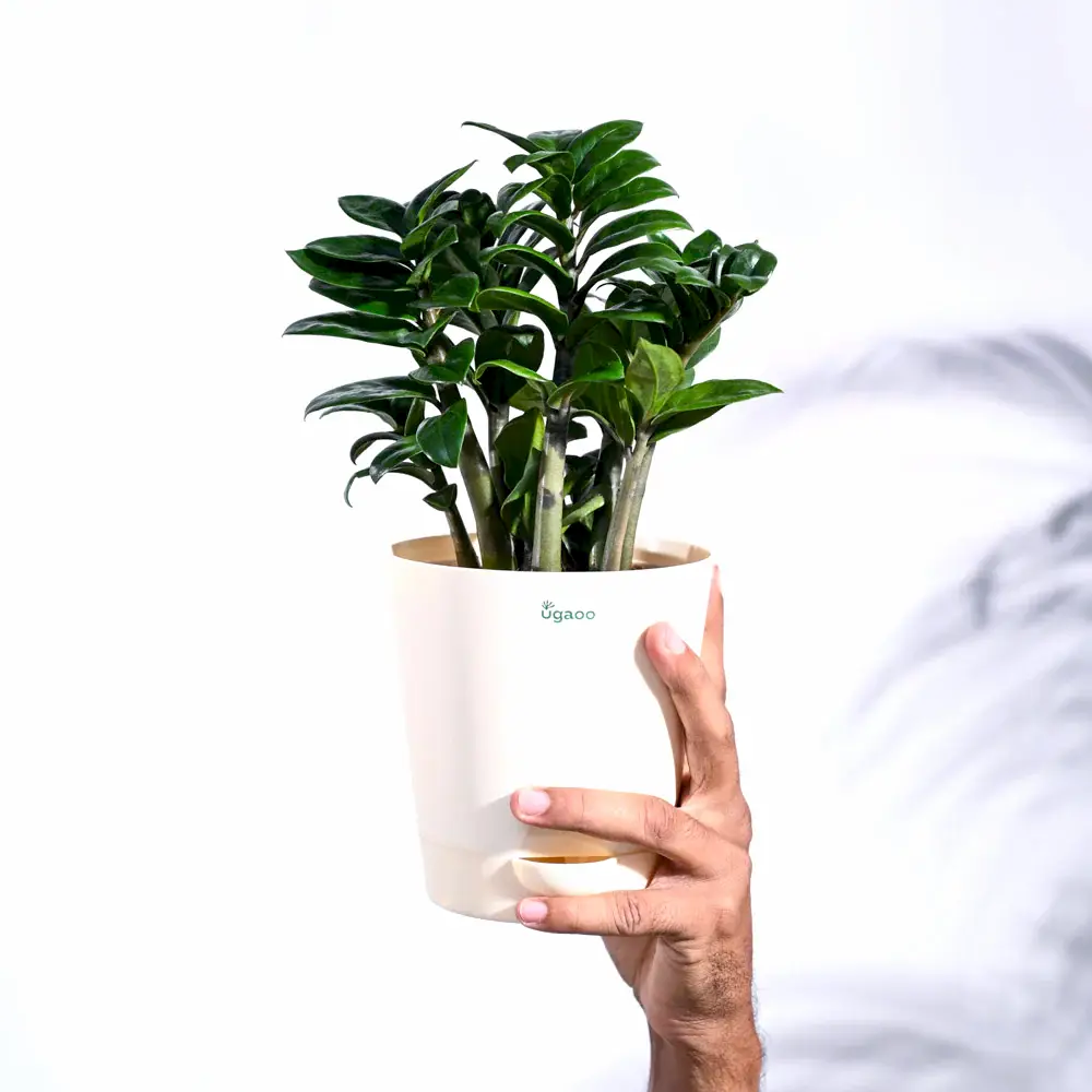 Dwarf ZZ Plant