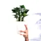 Dwarf ZZ Plant