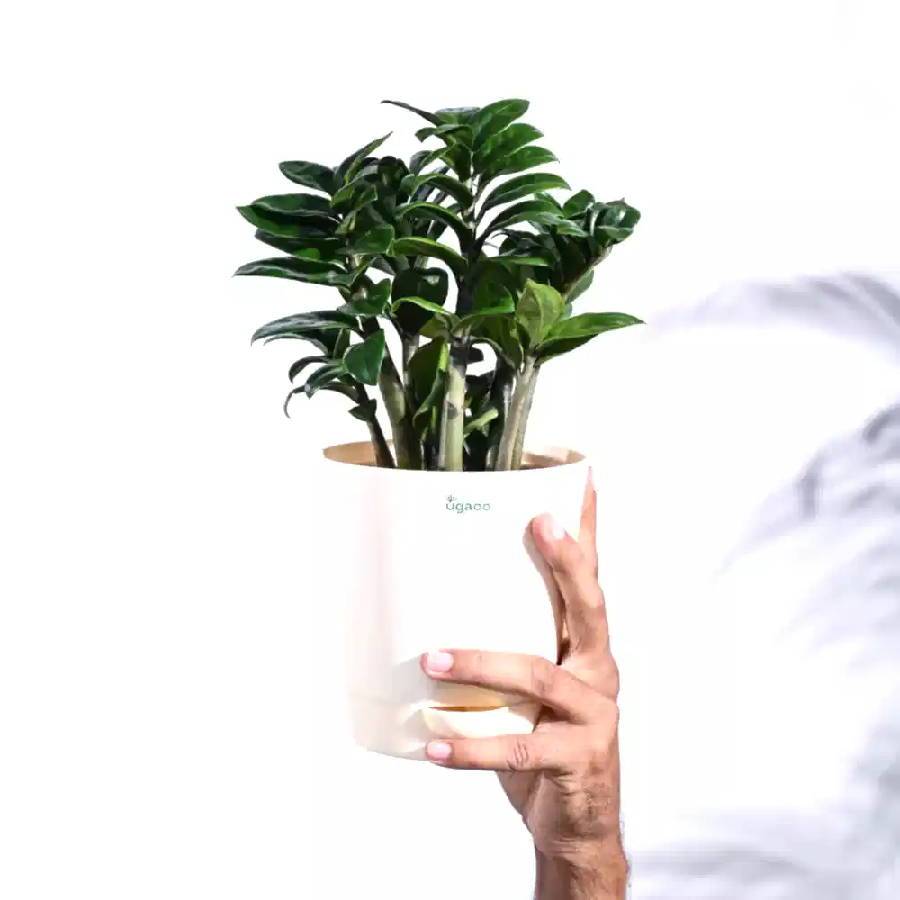 NUPL0485KWT