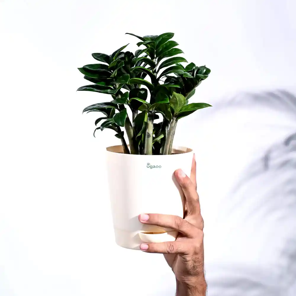 NUPL0485KWT