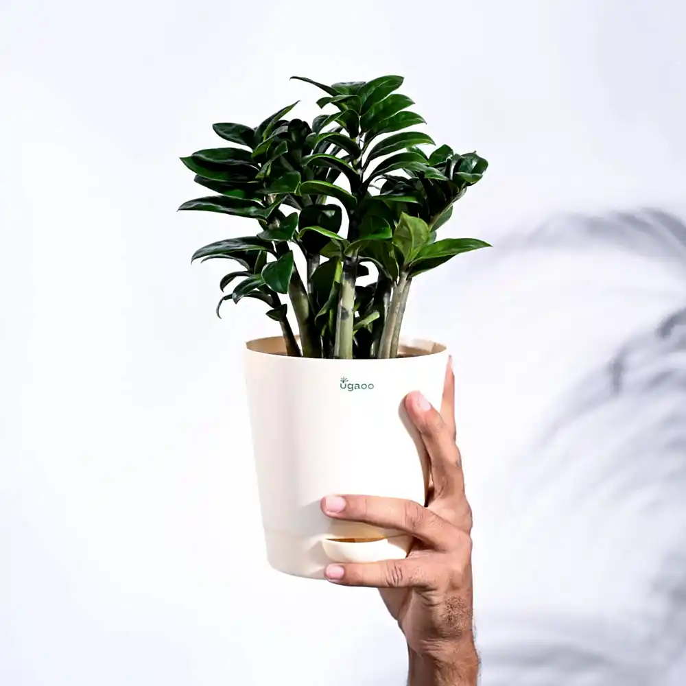 NUPL0485VLG