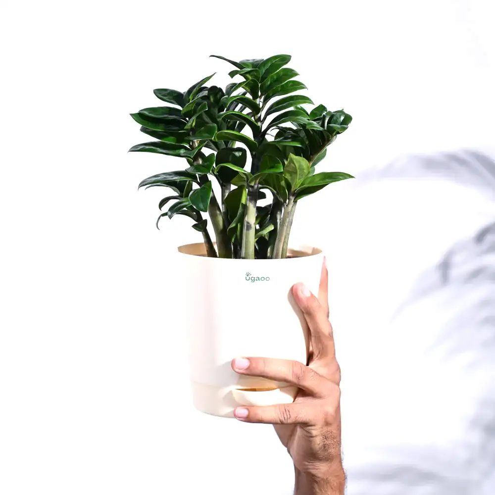 NUPL0485VLG