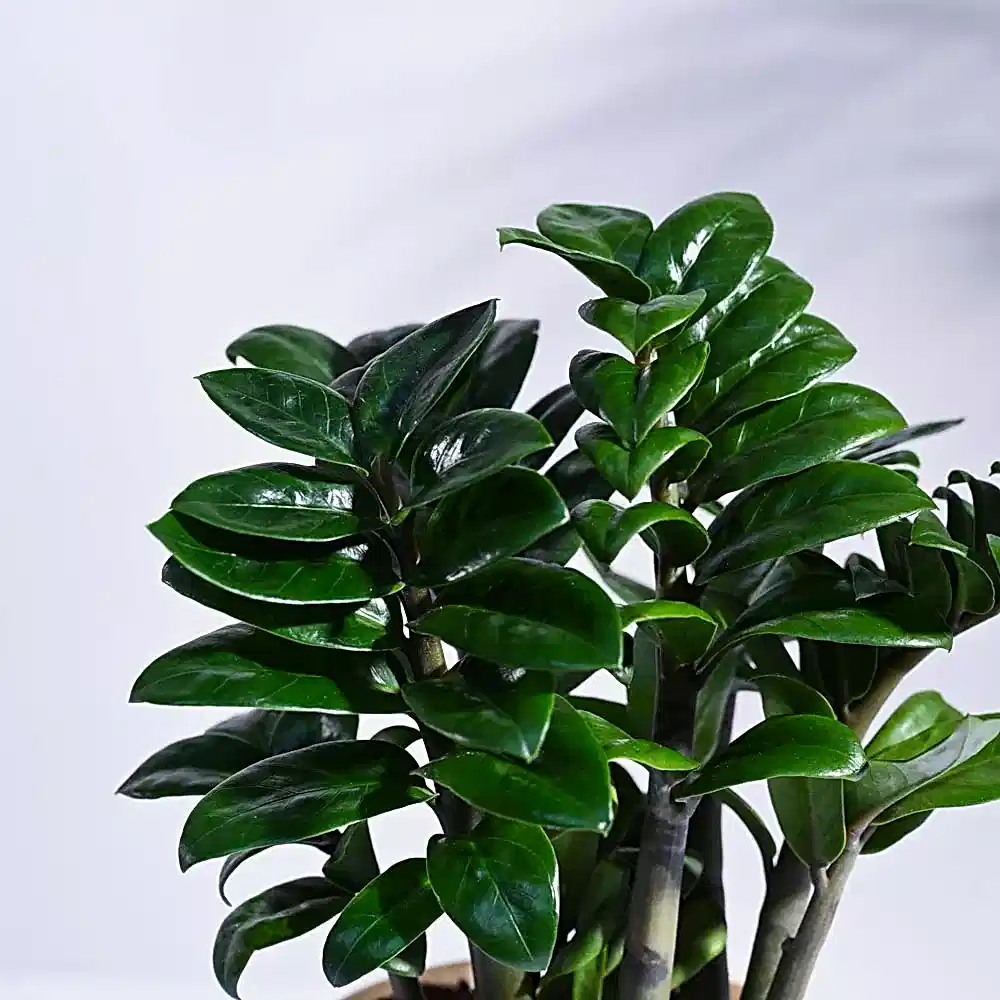 NUPL0485KYL