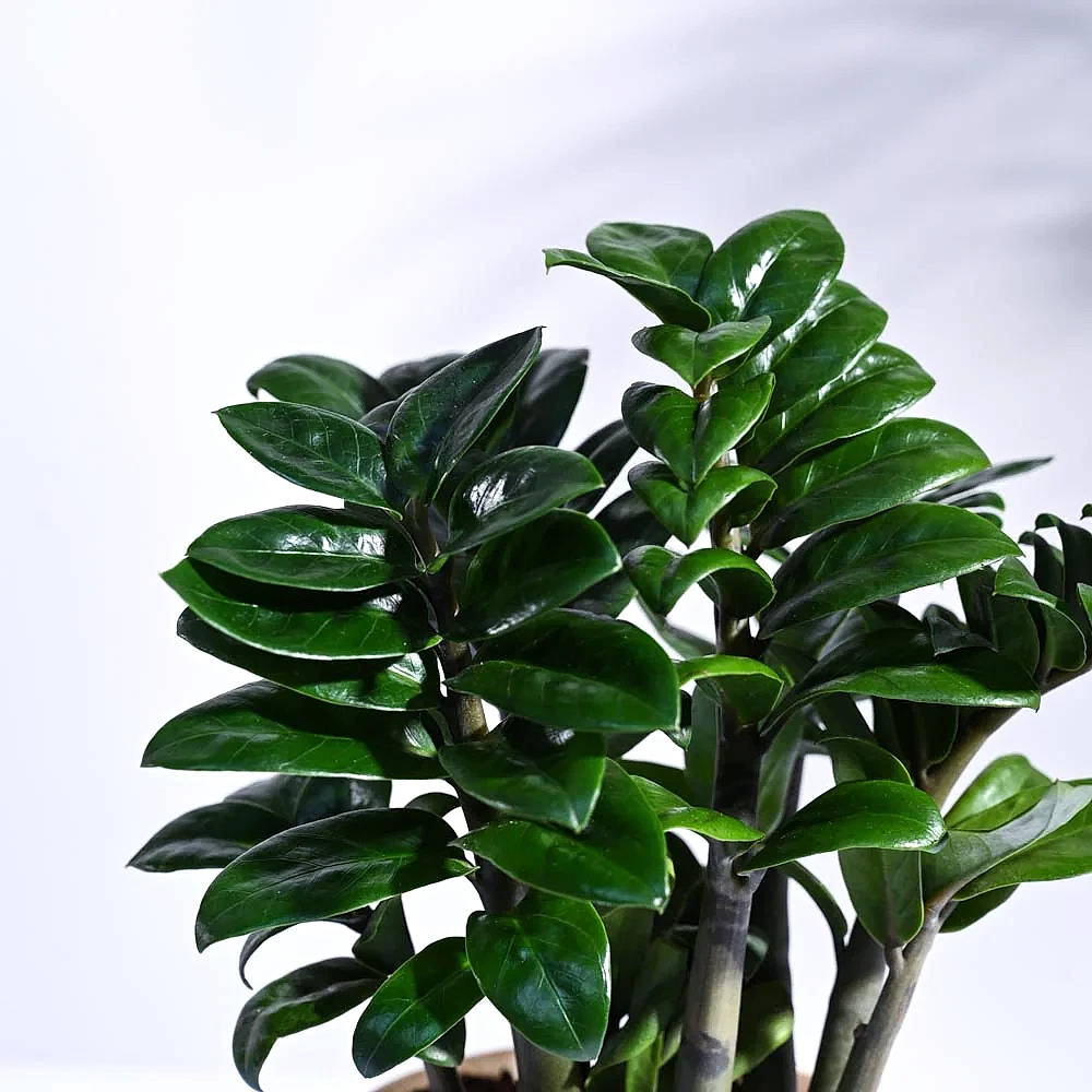 NUPL0485KWT