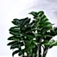 NUPL0485KWT
