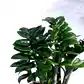 NUPL0485KRD