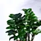 NUPL0485