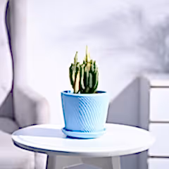 Elongated Cactus Plant - Variegated