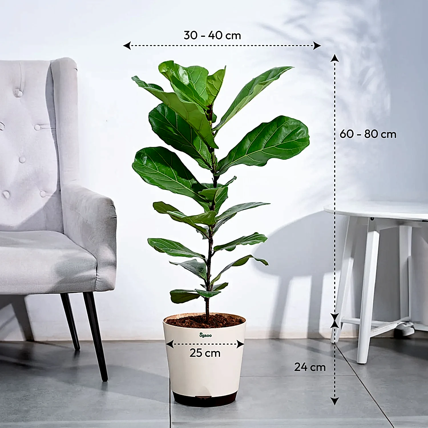 Ficus Lyrata (Fiddle Leaf Fig) - XL
