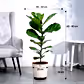 Ficus Lyrata (Fiddle Leaf Fig) - XL
