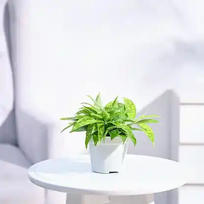 gro-ivory