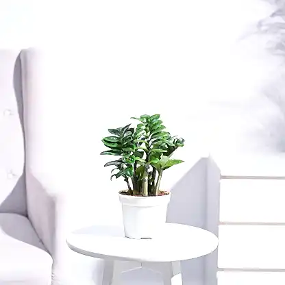 NUPL0485