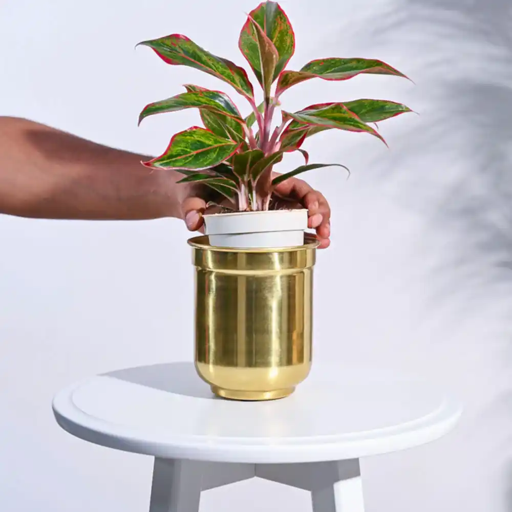 Aurelian Cylindrical Planter
