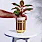 Aurelian Cylindrical Planter