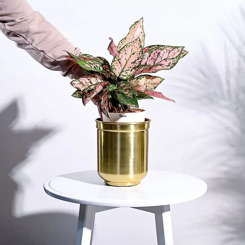 Aurelian Cylindrical Planter