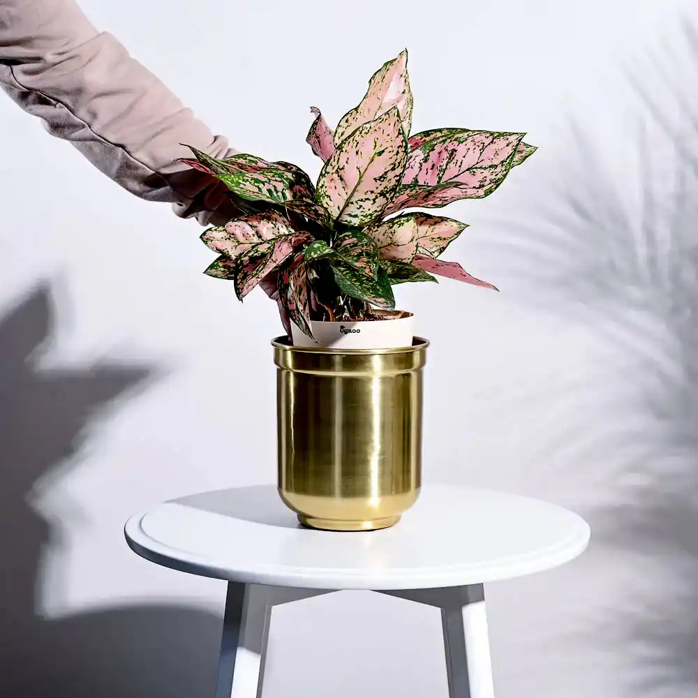 Aurelian Cylindrical Planter