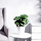NUPL0550KWT