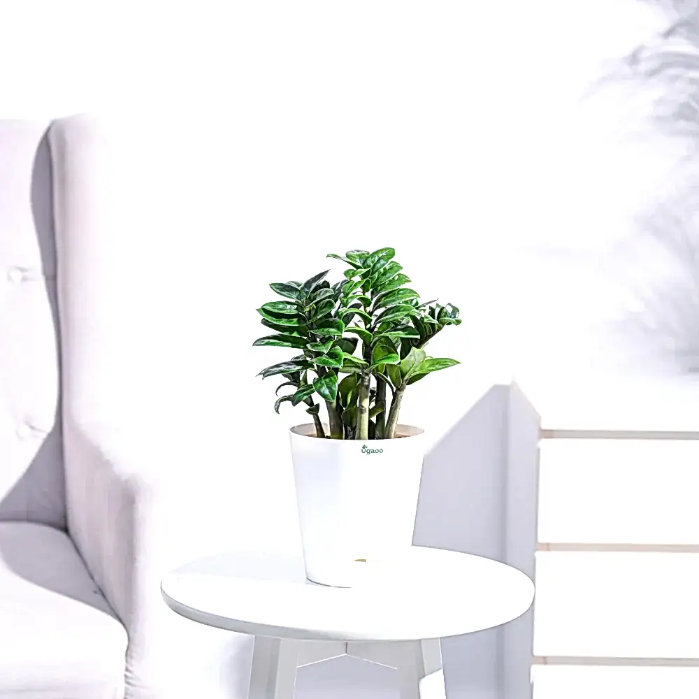 NUPL0485KWT