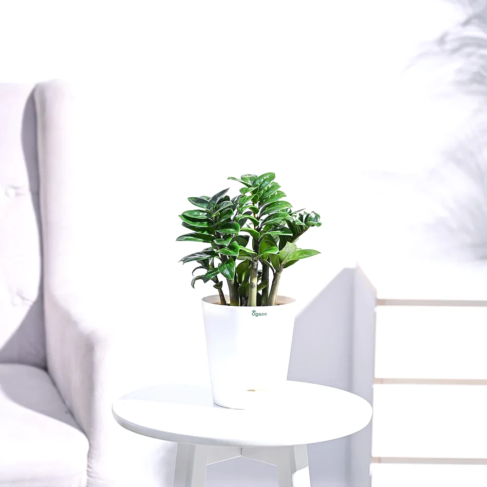 NUPL0485KWT