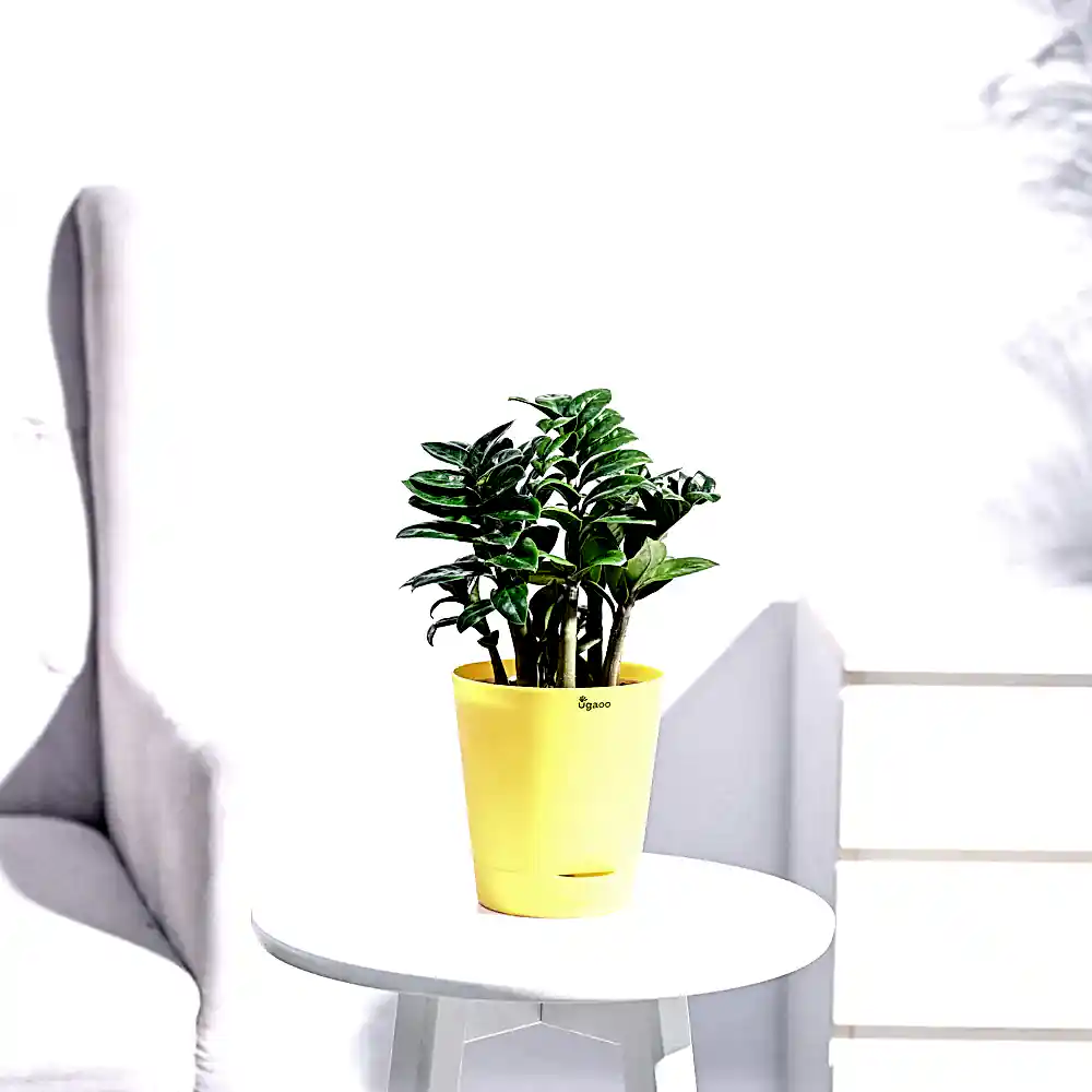 NUPL0485KYL