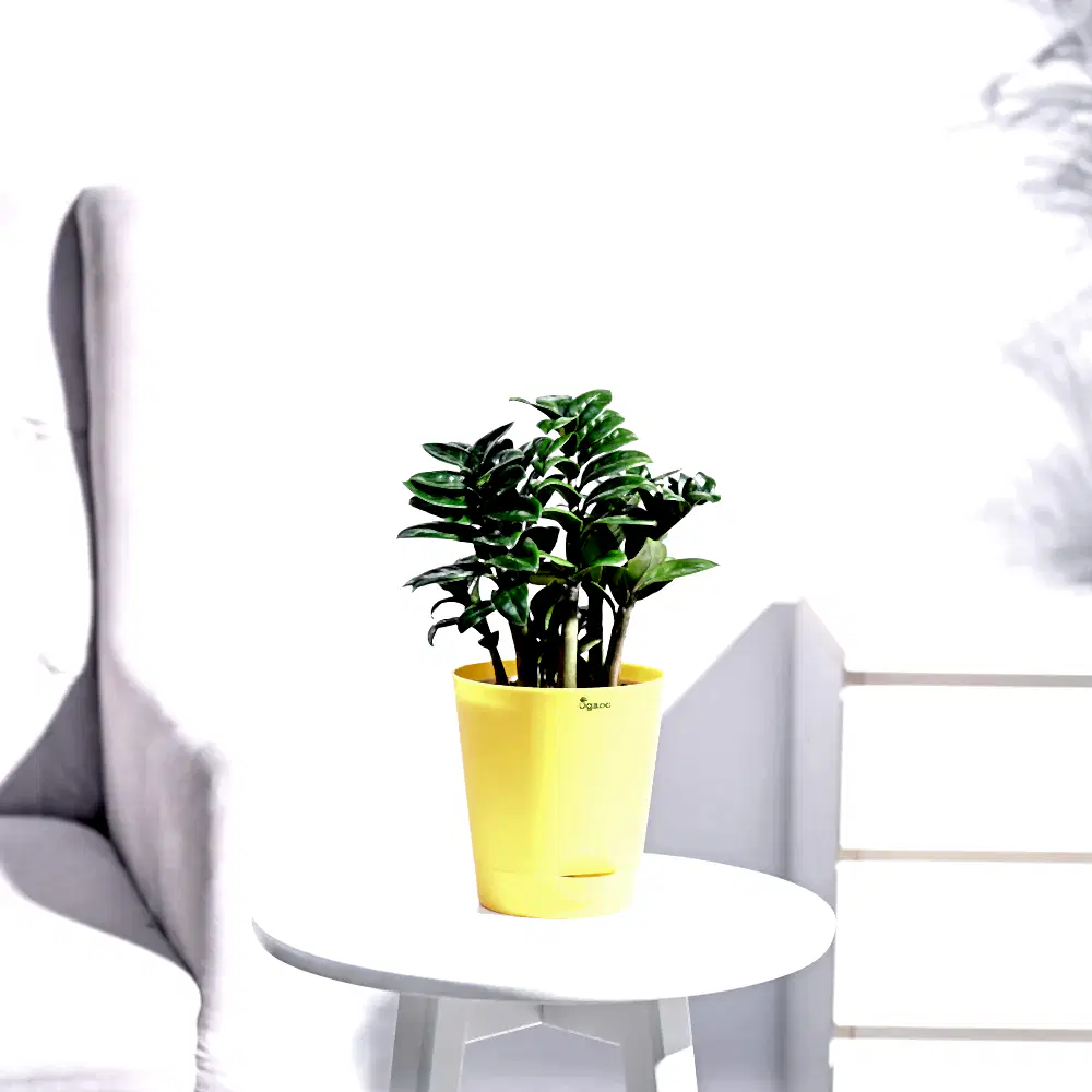 NUPL0485KYL