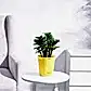 NUPL0485KYL