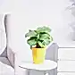 Calathea Orbifolia - Medium