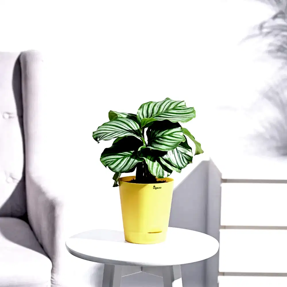 NUPL0550KYL