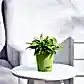 krish-lgreen