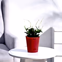 Peperomia Angulata