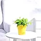 krish-yellow