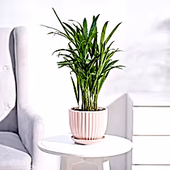 Areca Palm Plant