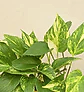 Money Plant Variegated Corporate Gift Hamper