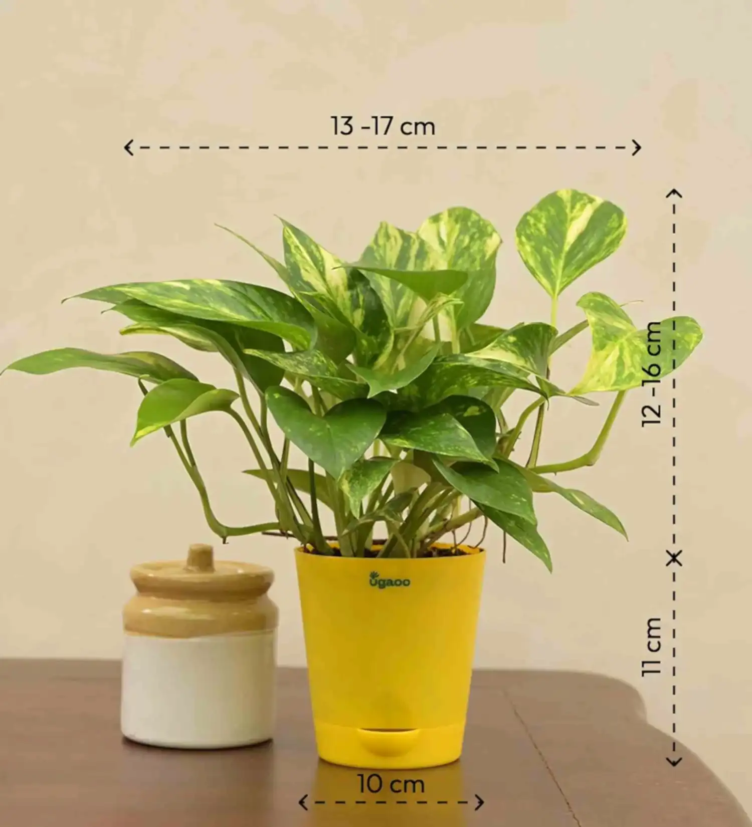 Money Plant Variegated