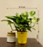 Money Plant Variegated