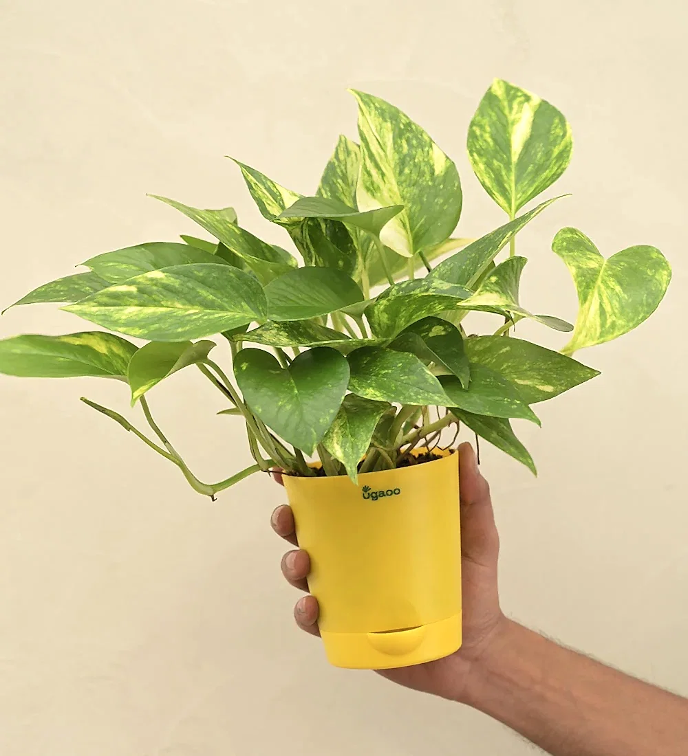 Money Plant Variegated Corporate Gift Hamper