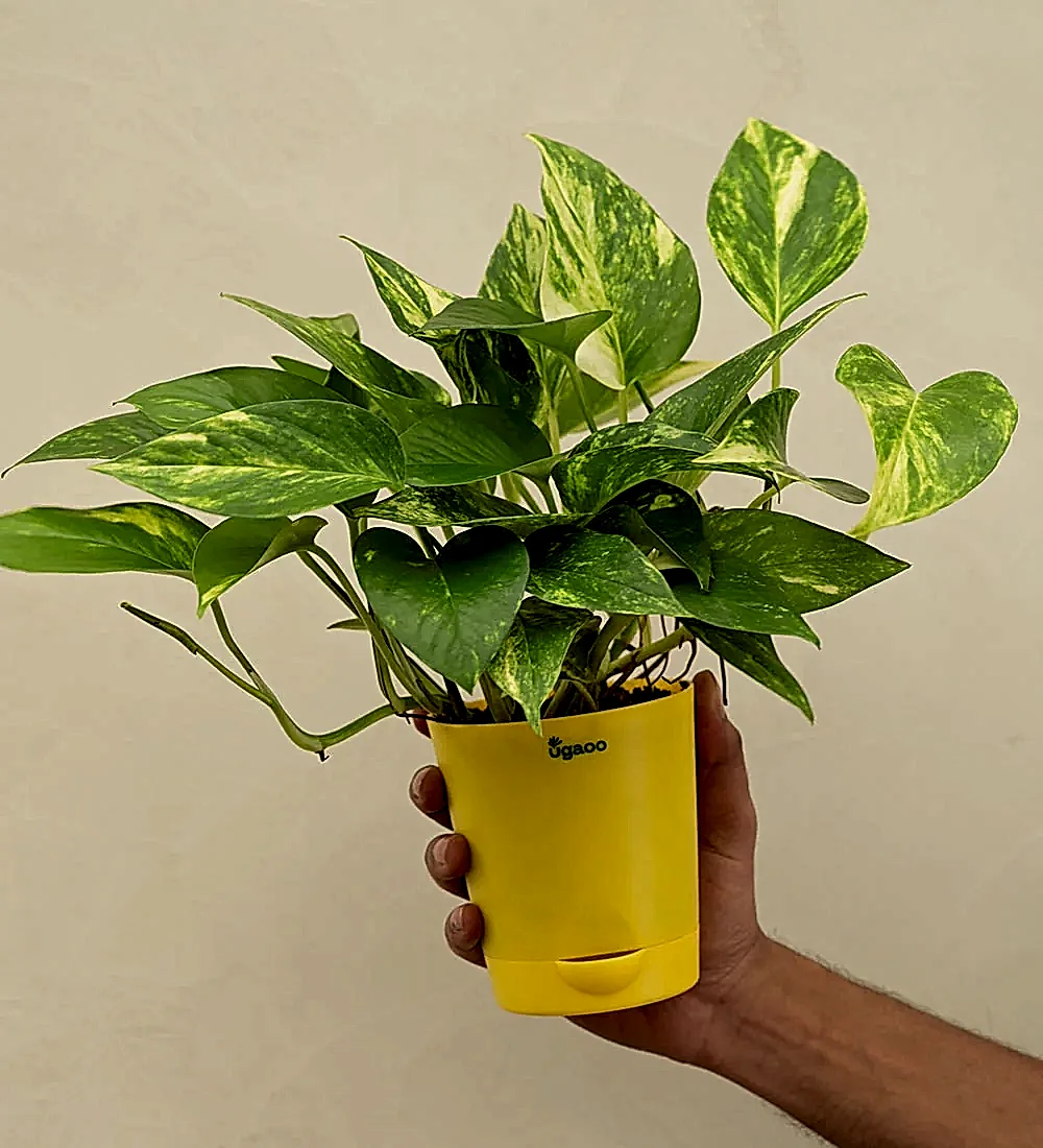 Money Plant Variegated Corporate Gift Hamper