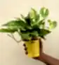 Money Plant Variegated Corporate Gift Hamper