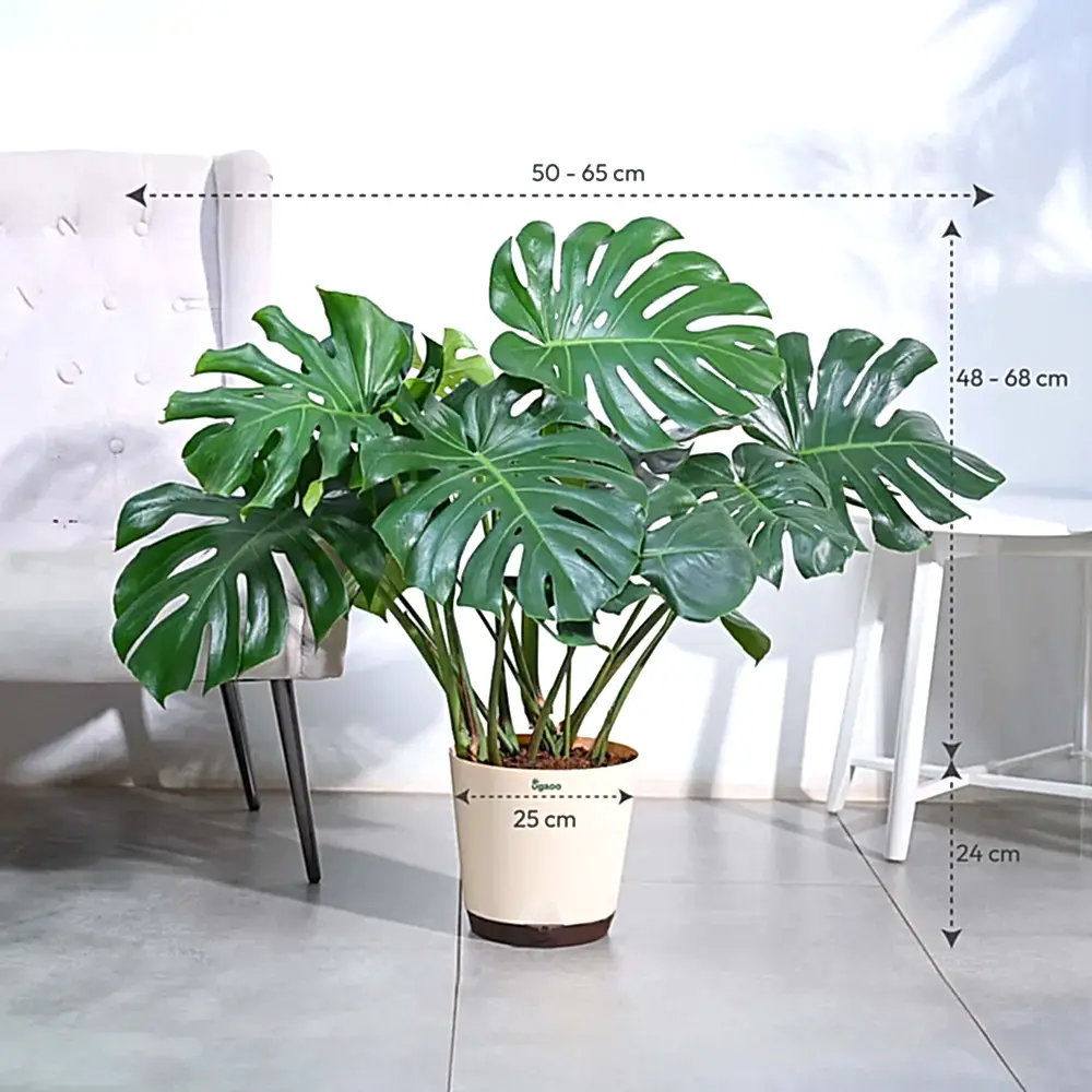 Monstera Deliciosa Plant - XL